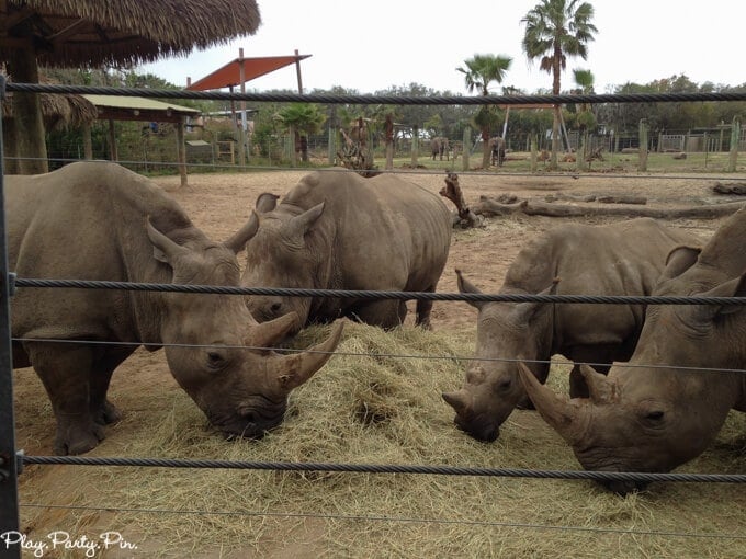 Things to Do in Tampa with Kids - 67