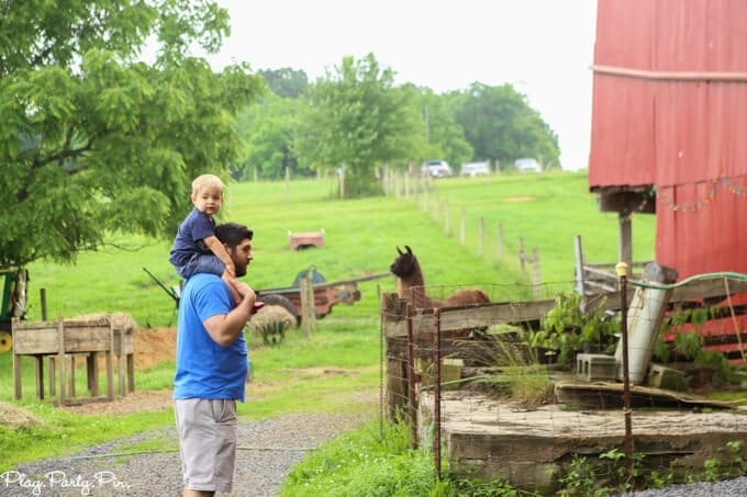 llama farm