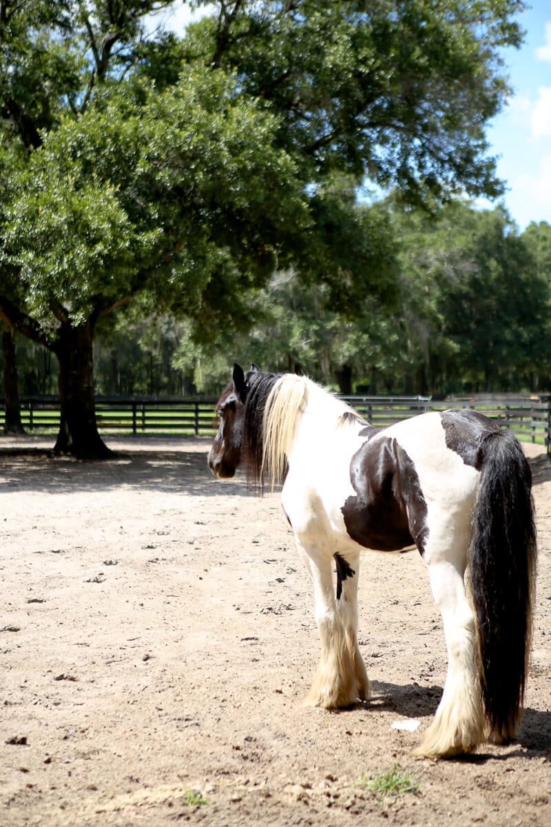 12 Fun Things to Do in Ocala Florida in 2022 - 24