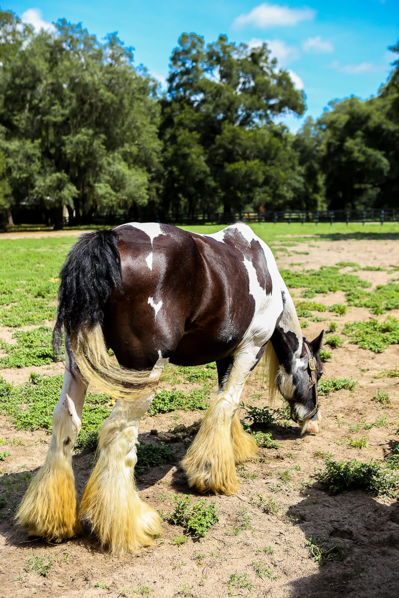 12 Fun Things to Do in Ocala Florida in 2022 - 18