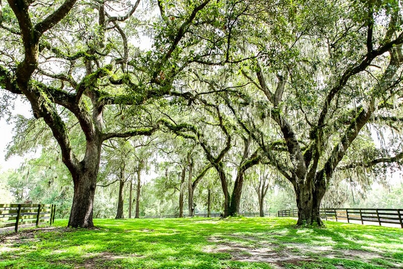 Ocala-Horses-11