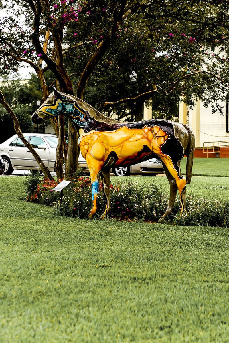 Ocala-Horses-4