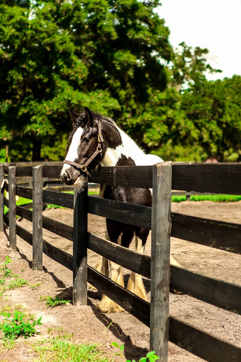 12 Fun Things to Do in Ocala Florida in 2022 - 25