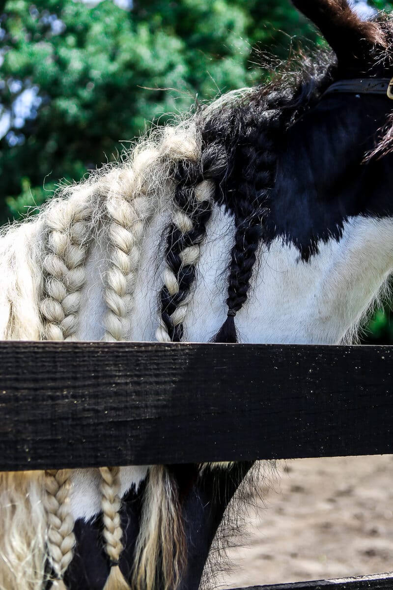 12 Fun Things to Do in Ocala Florida in 2022 - 49