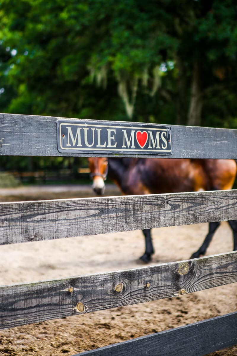 12 Fun Things to Do in Ocala Florida in 2022 - 17