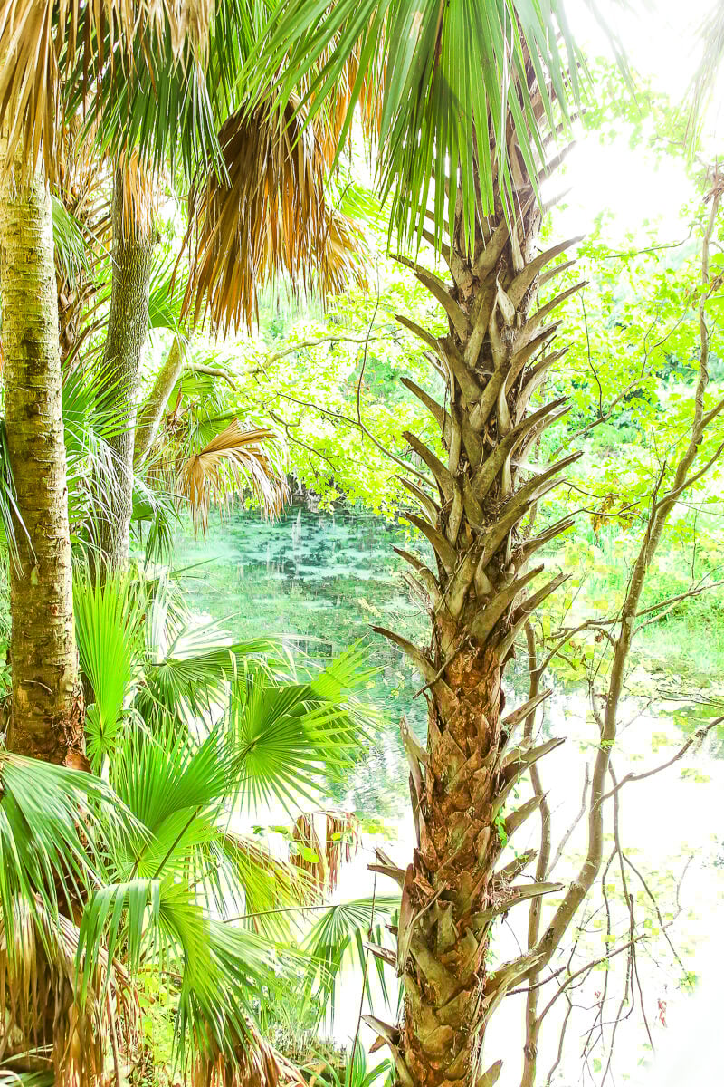 12 Fun Things to Do in Ocala Florida in 2022 - 99
