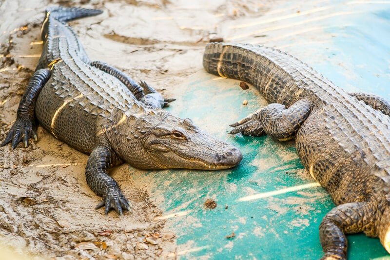 Alligator Alley Program Notes Examples Alligator Alley Program Notes Examples