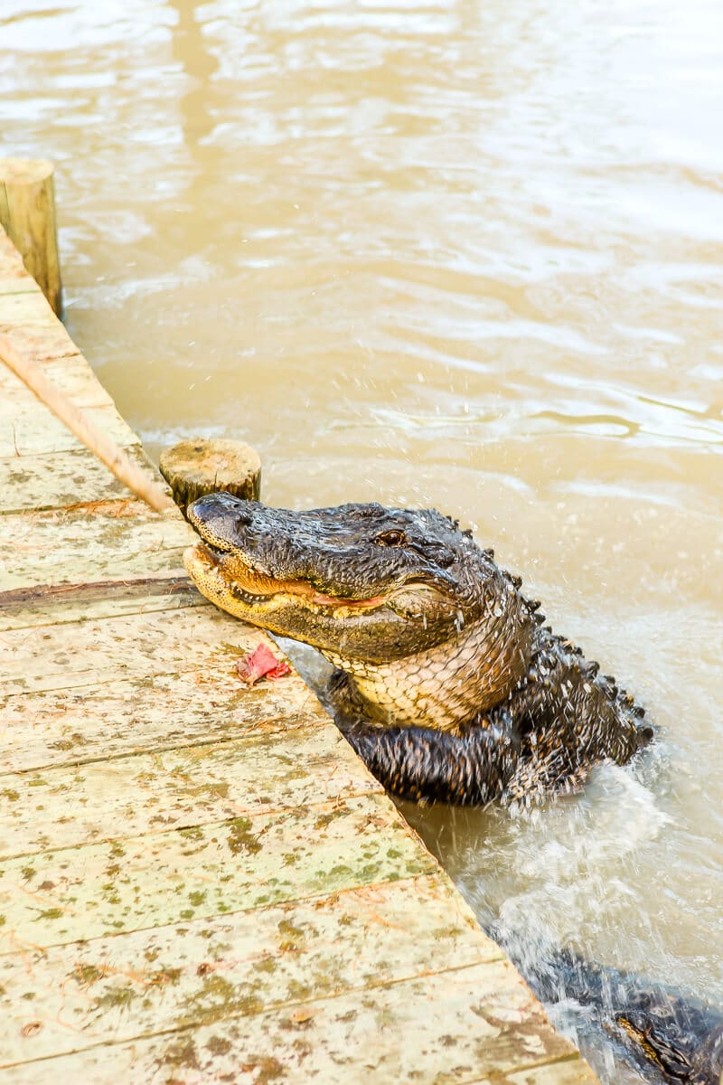 Planning a Gulf Shores Alabama Vacation? This guide to things to do in Gulf Shores Alabama will make planning your Gulf Shores Vacation easy! Everything you need to know from places to eat in Gulf Shores to where to stay! 