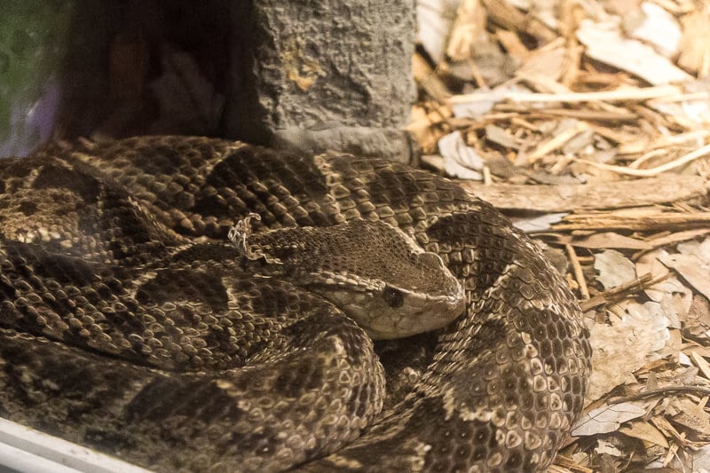 See all kinds of snakes at the Reptile Discovery Center