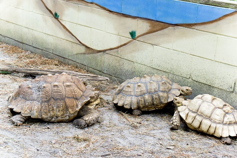 Sea turtles at the Reptile Discovery Center in Daytona Beach