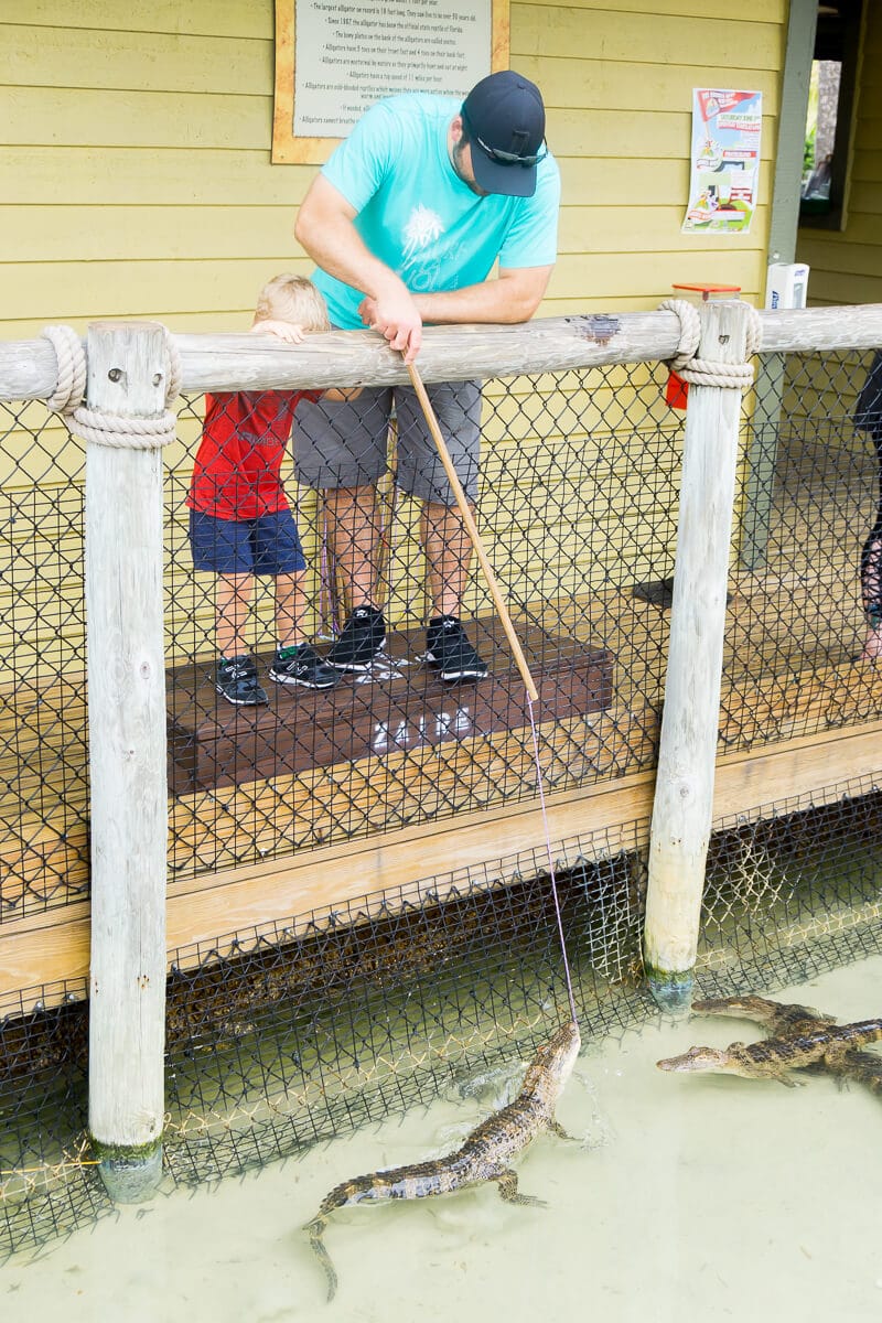 Feed alligators at Congo River Golf Daytona Beach