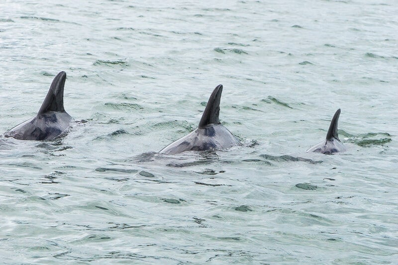 Seeing dolphins and manatees is one of the best Daytona Beach things to do