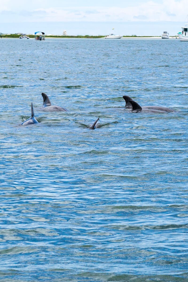 Seeing dolphins and manatees is one of the best Daytona Beach things to do