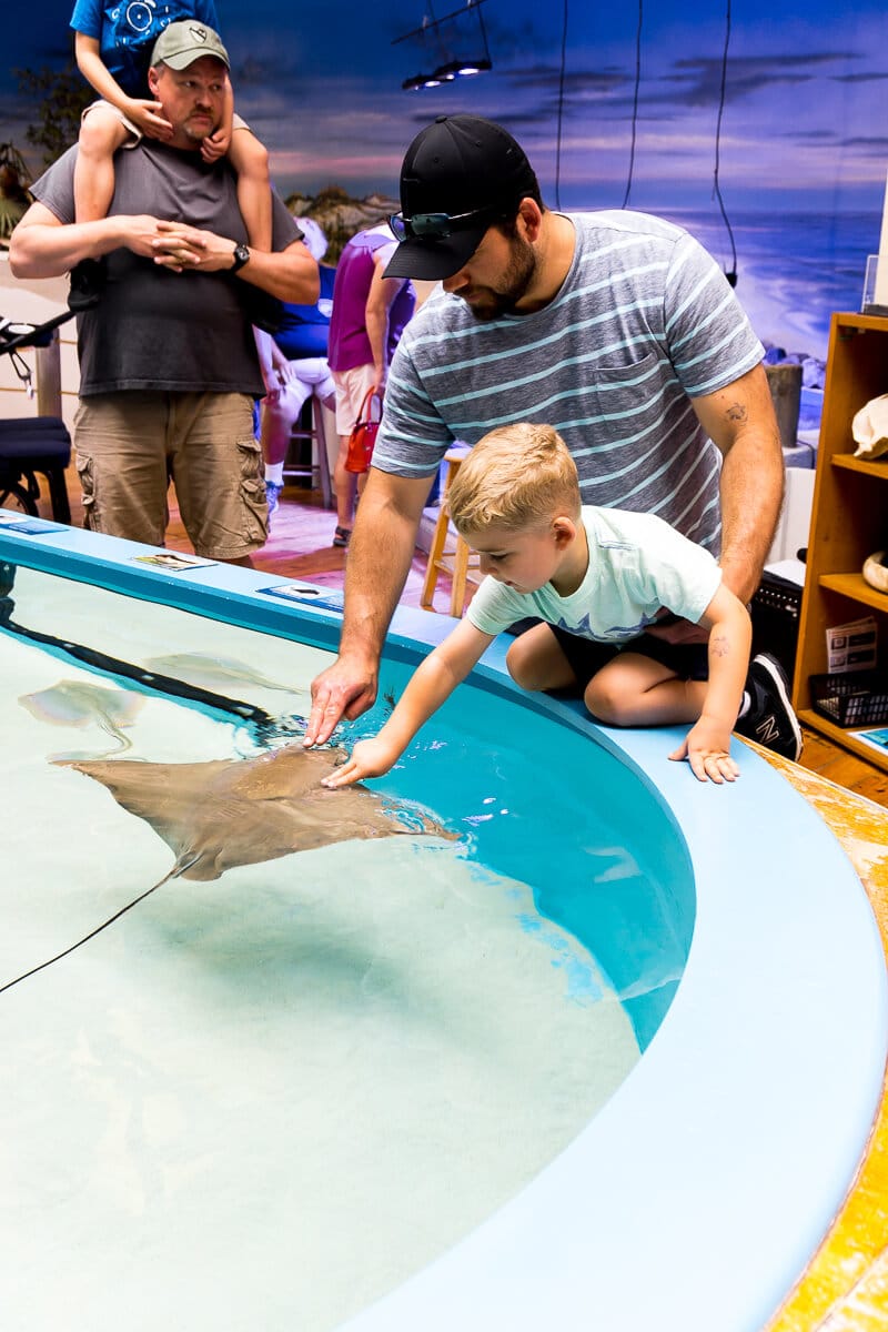 Pet stringrays at the Daytona Beach marine science center