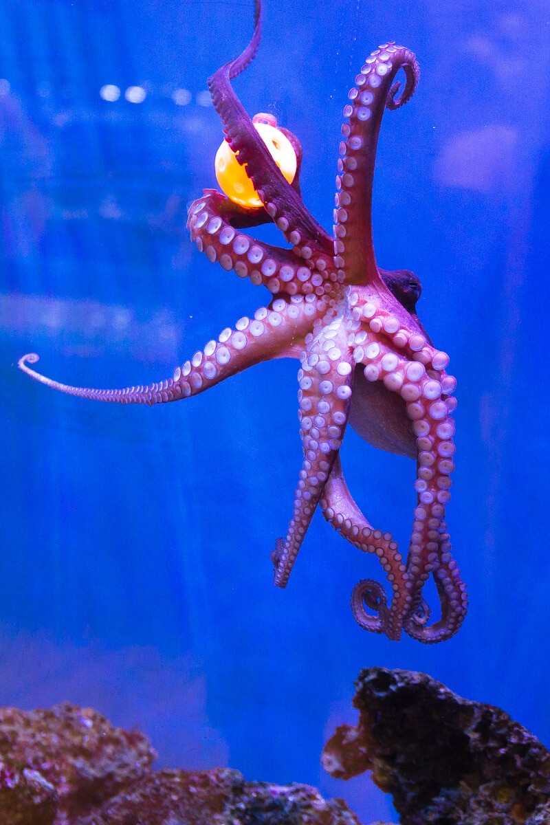 Octopuses play to get better at the marine science center Daytona