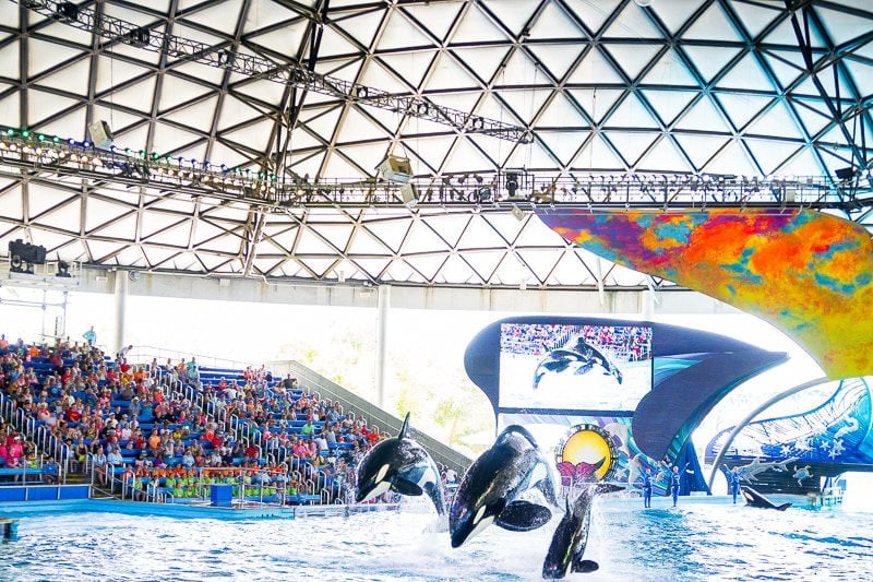 The orca show is one of the best SeaWorld shows