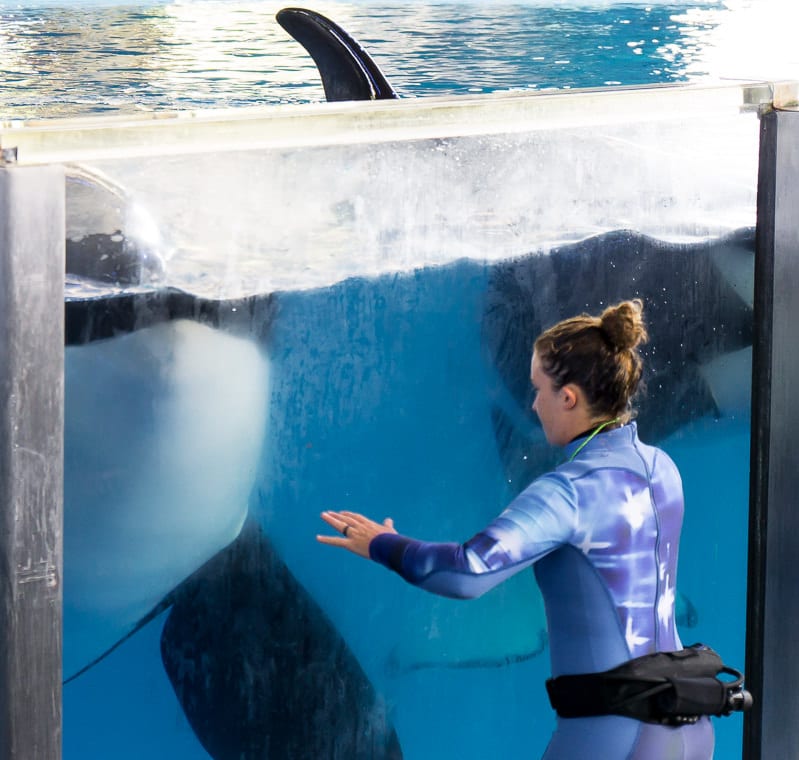 Don't miss the SeaWorld Shamu Show at SeaWorld Texas