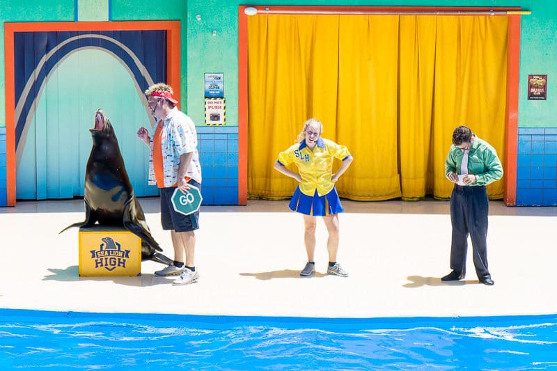 Sea Lion High is a fun SeaWorld San Antonio Texas show