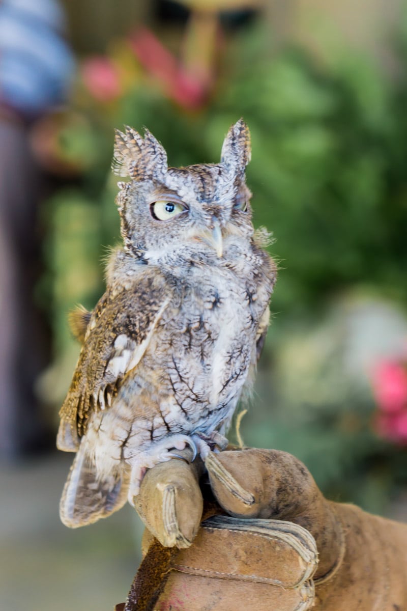 An owl at an animal program at Chimney Rock State Park in Lake Lure NC