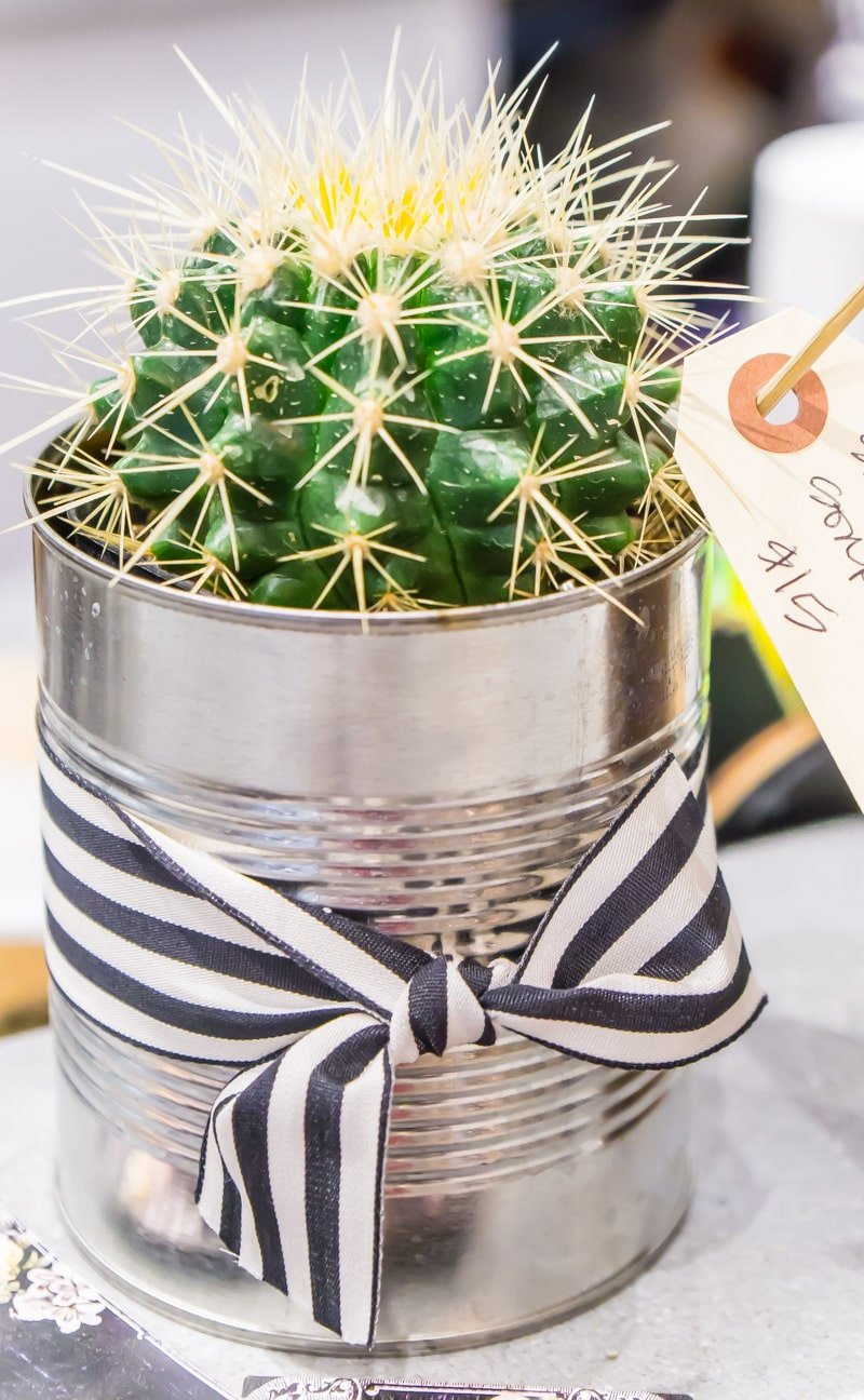 A small cactus in a shop at Barnone