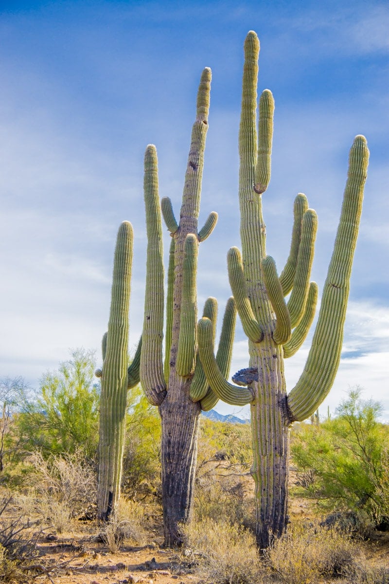 Cacti seen on the Fort Mcdowell adventures