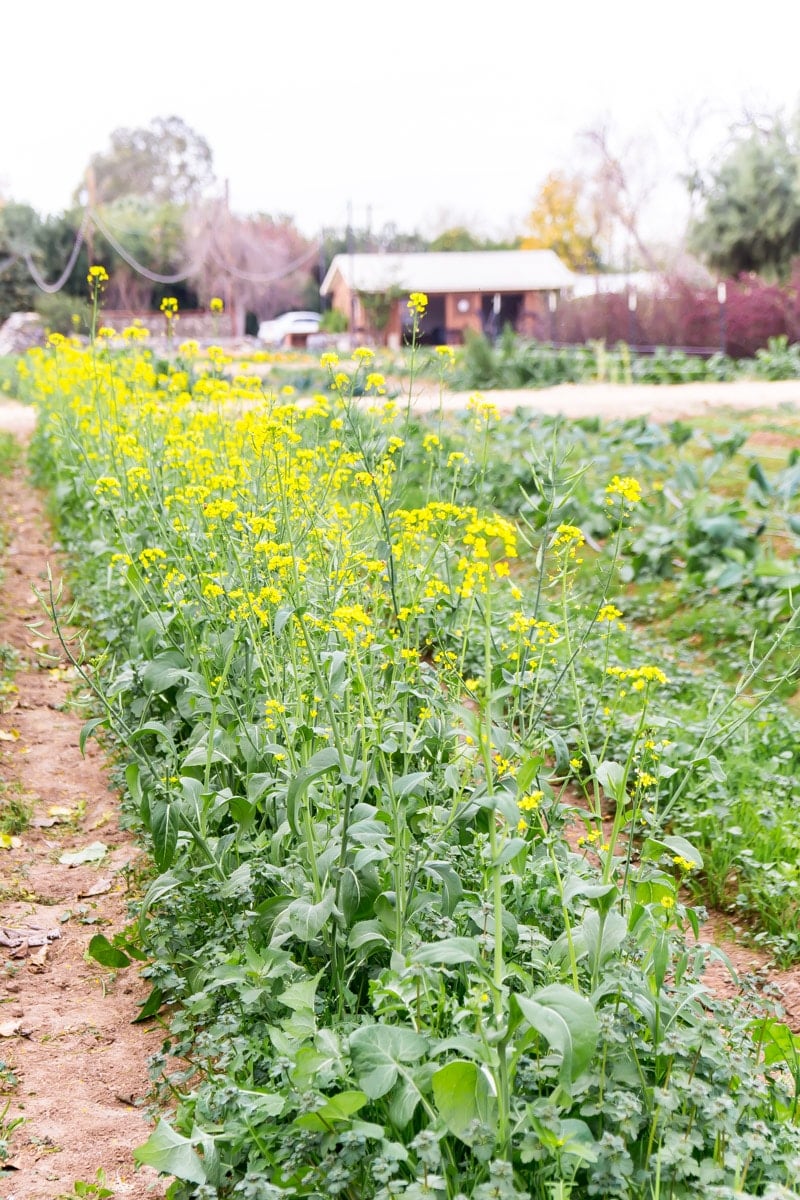 Flowers growing at The Farm at South Mountain