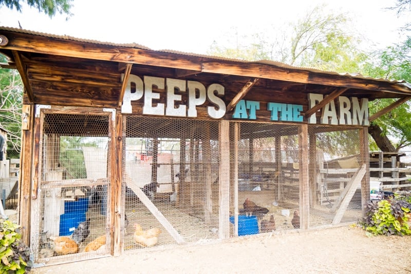 Enjoying the peeps at The Farm at South Mountain is one of the most fun things to do in Phoenix AZ