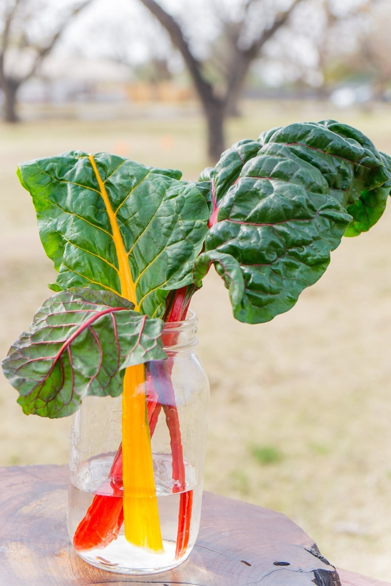 Beautiful colored kale at the Farm at South Mountain