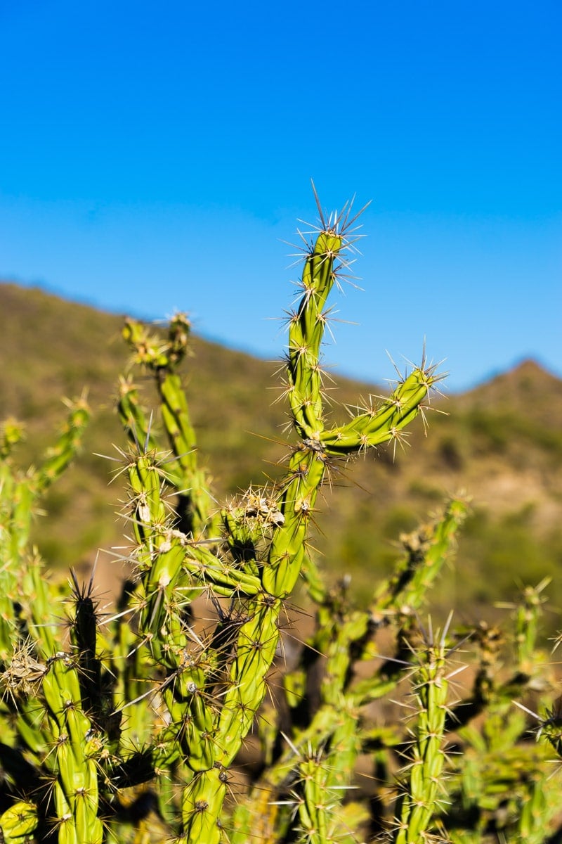 A picture of cactus seen while doing fun things to do in Phoenix Arizona