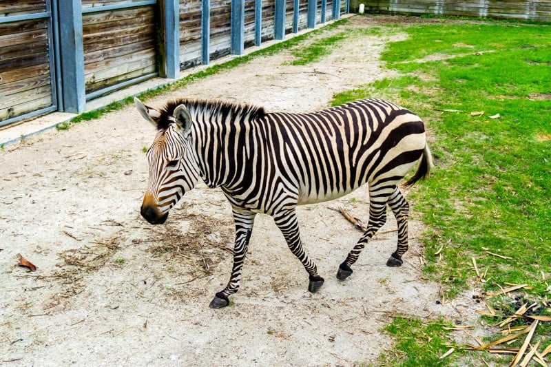 a safari is one of the best things to do at Disney World