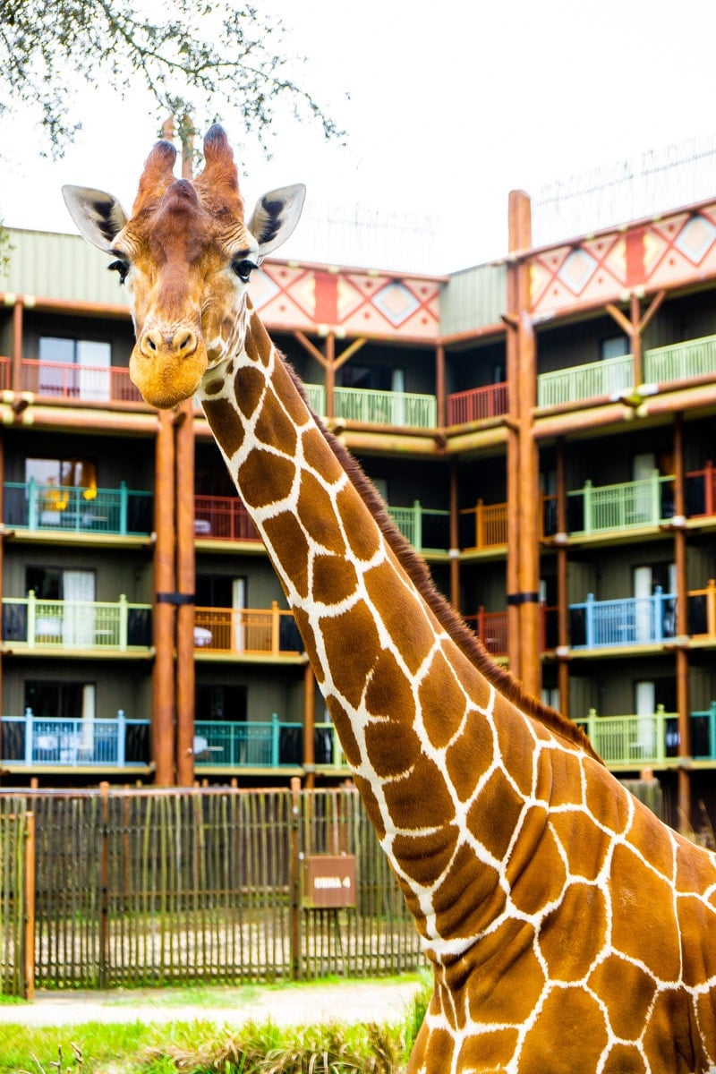 Animal Kingdom Lodge safari is one of the best things to do at Disney World