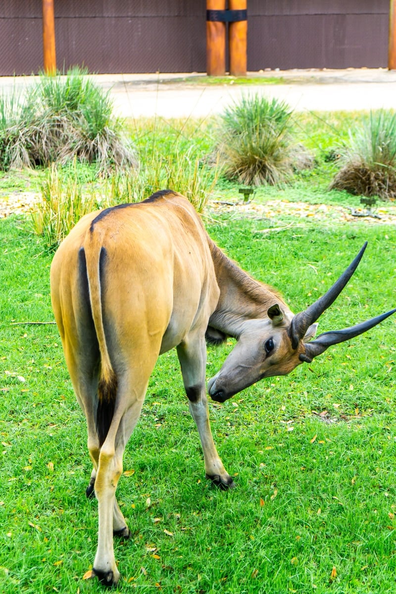 Animals seen on a safari - one of the best things to do at Disney World