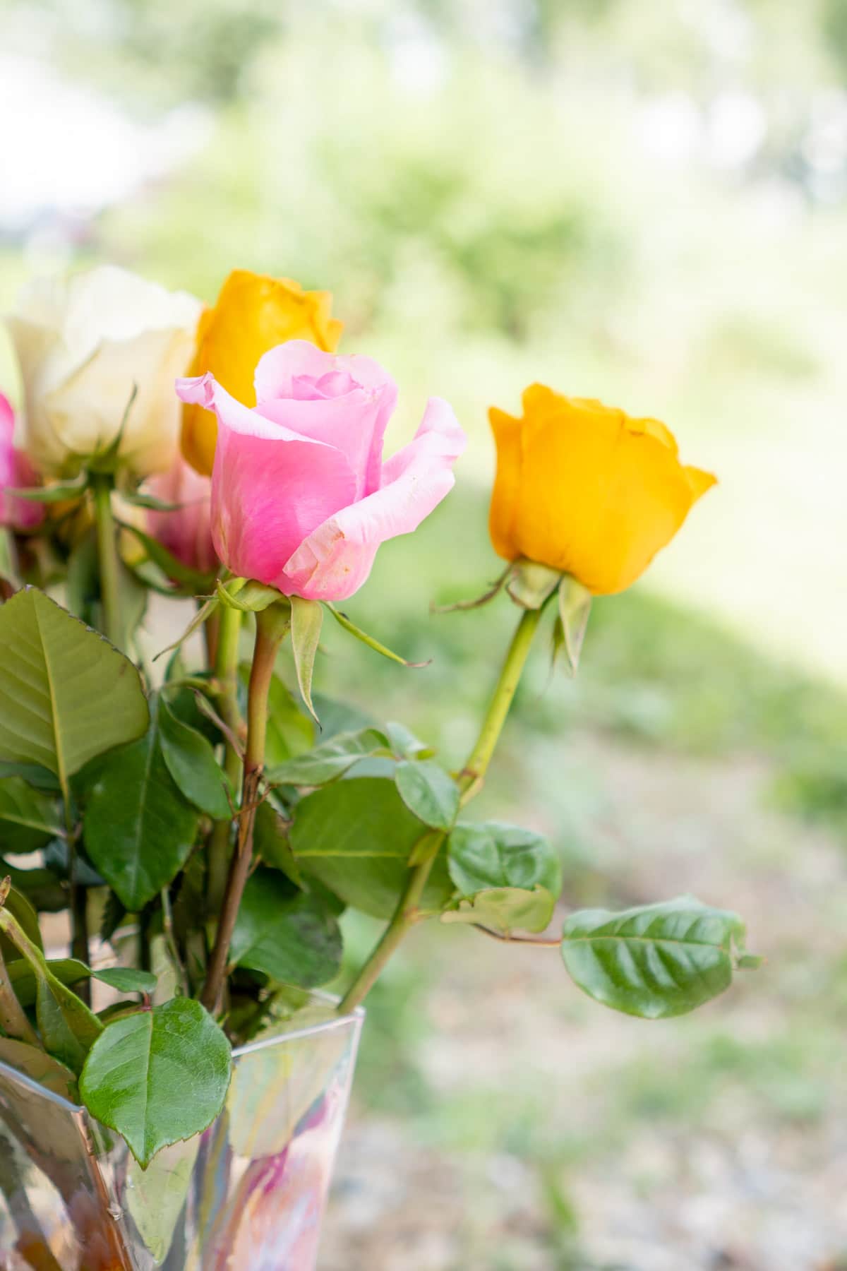 Pink and orange roses