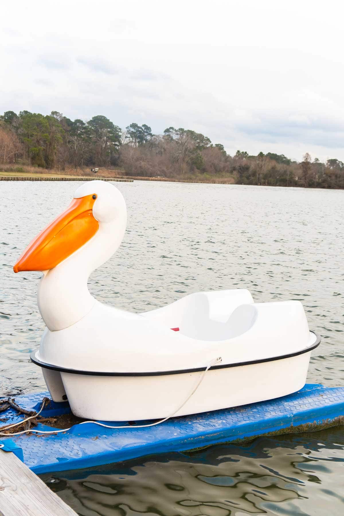 swan pedal boat on lake conroe