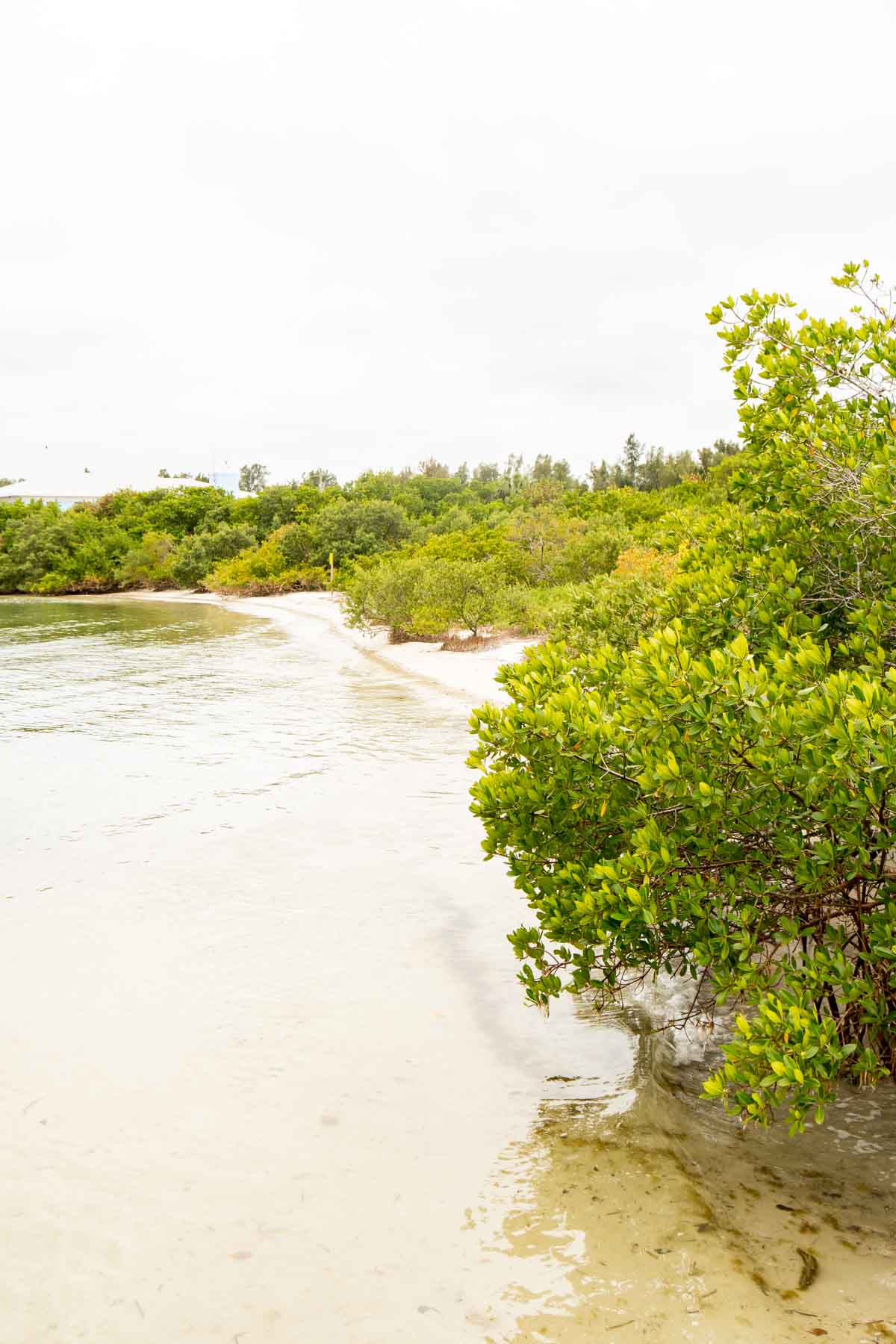 water's edge with bushes and sand