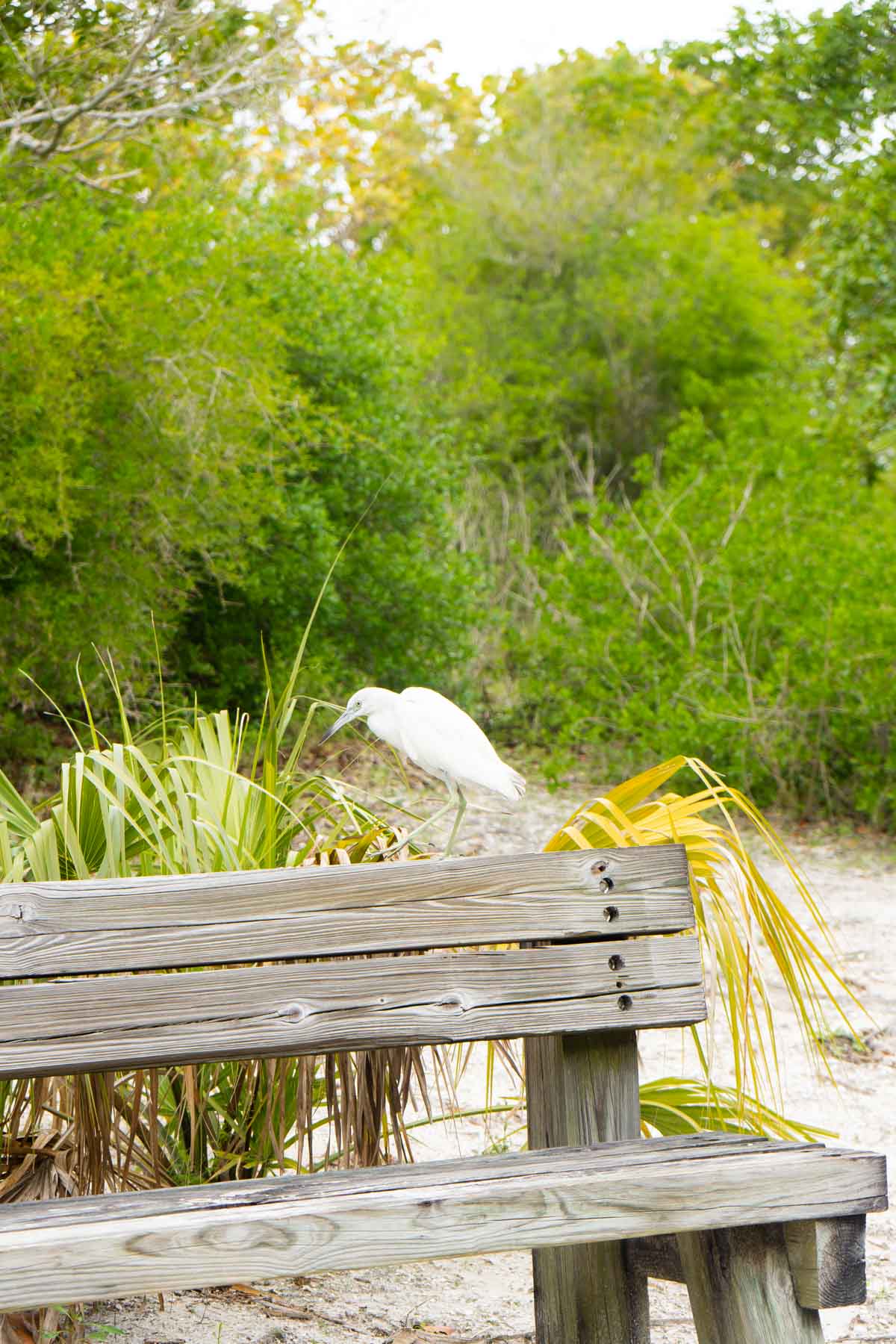 White bird sitting on a wooden bench