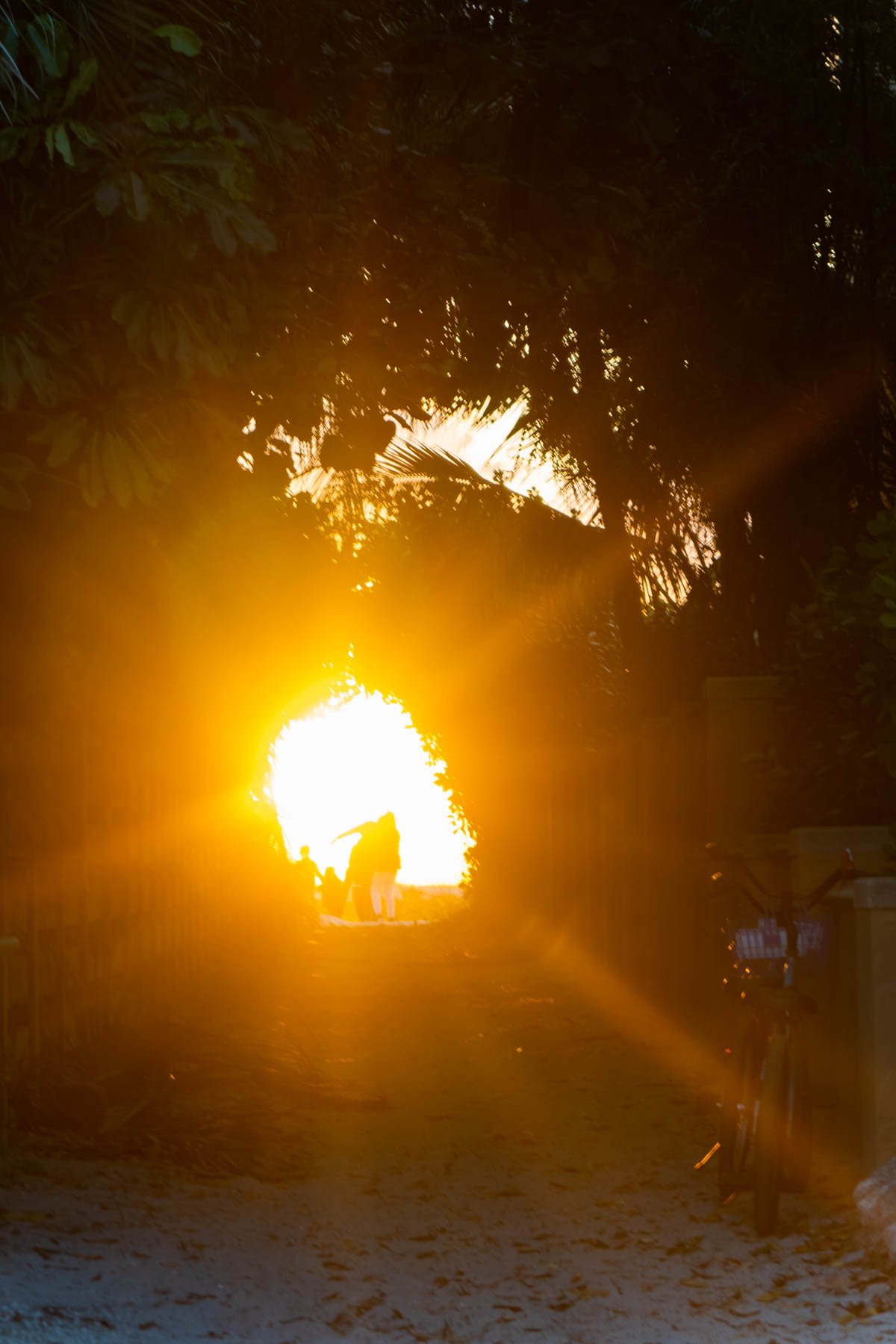 Sun shining through a tree tunnel 