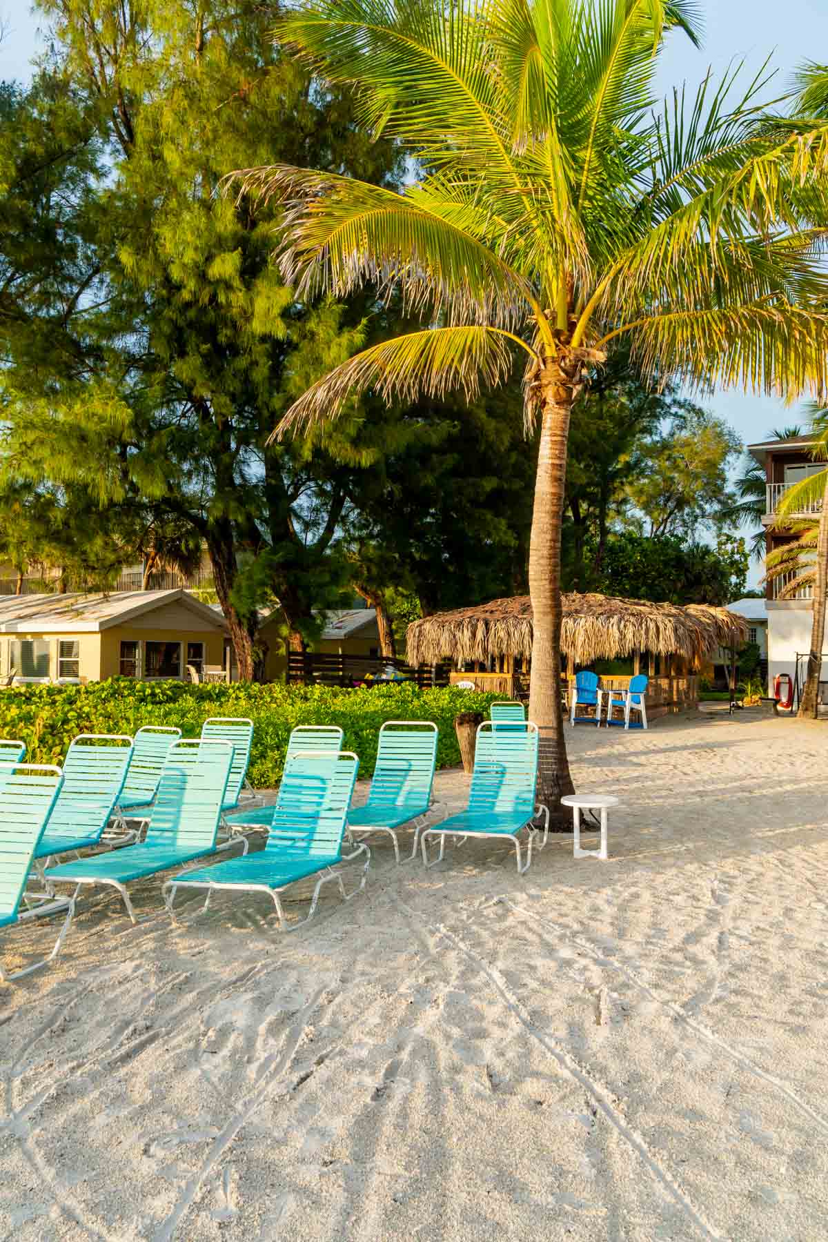 Beach chairs on a beach with palm trees