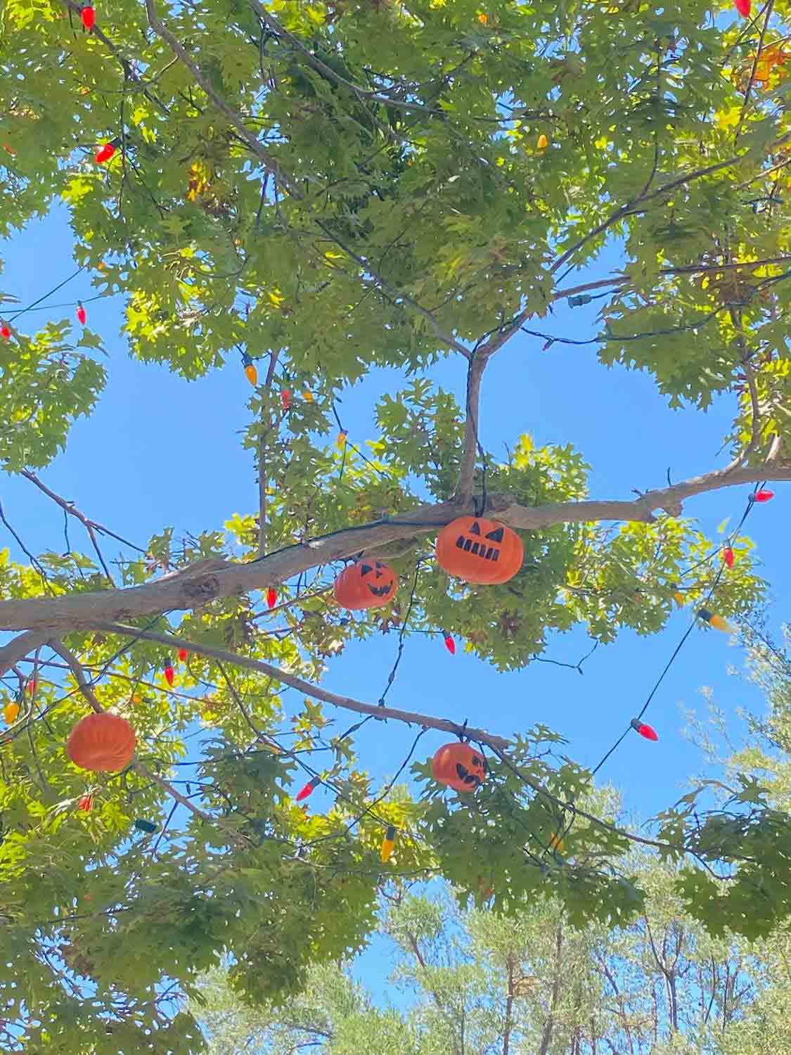 Halloween tree in Disneyland