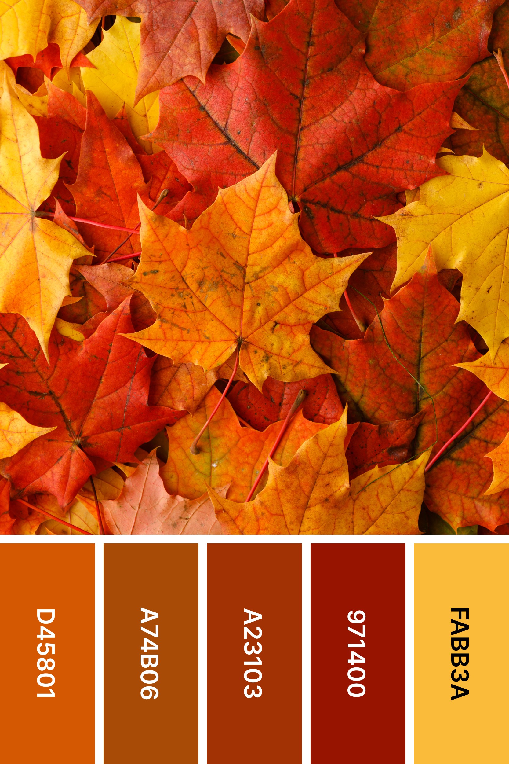 fall color palette inspired by fall foliage