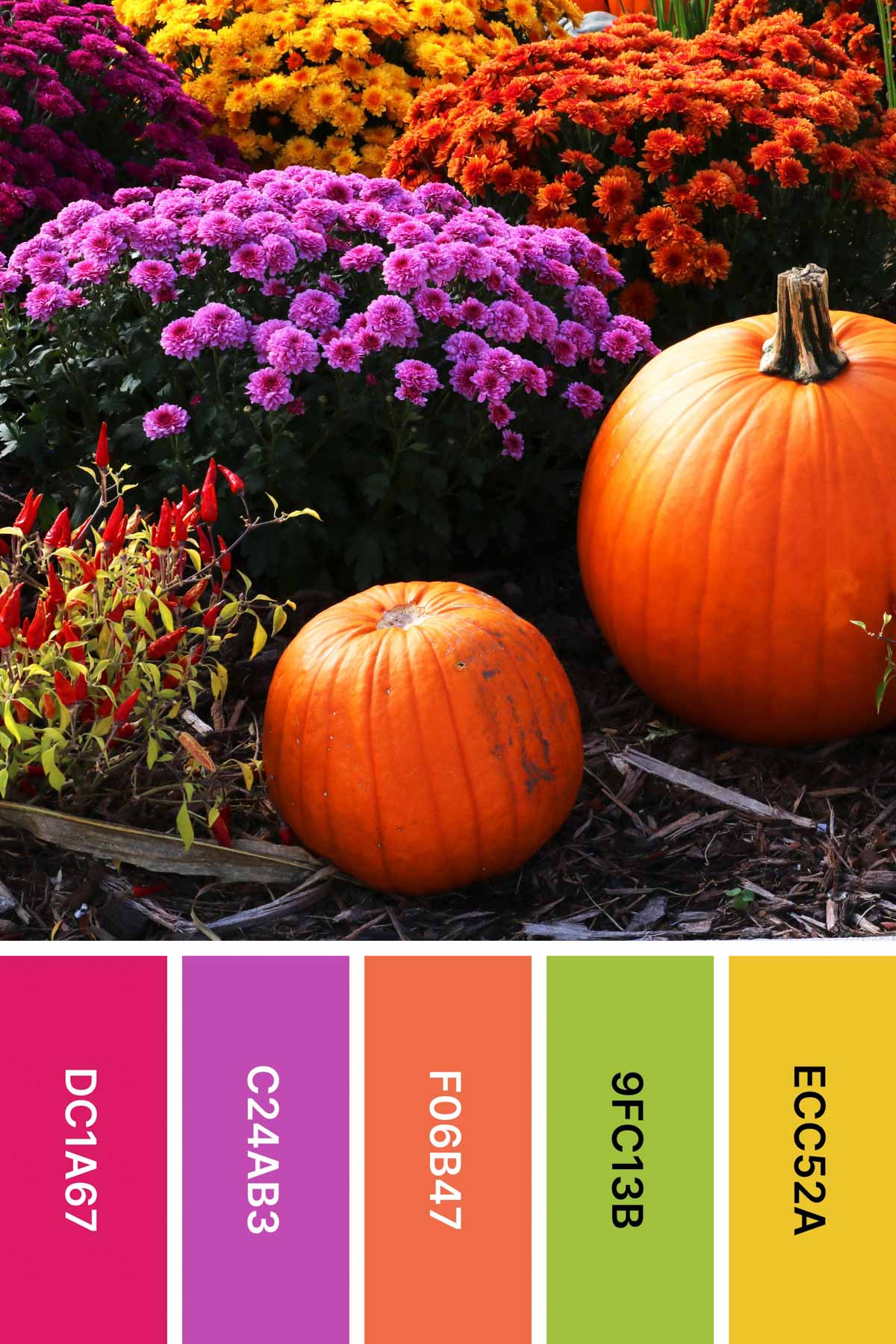 pumpkins and mums and a bright fall color palette