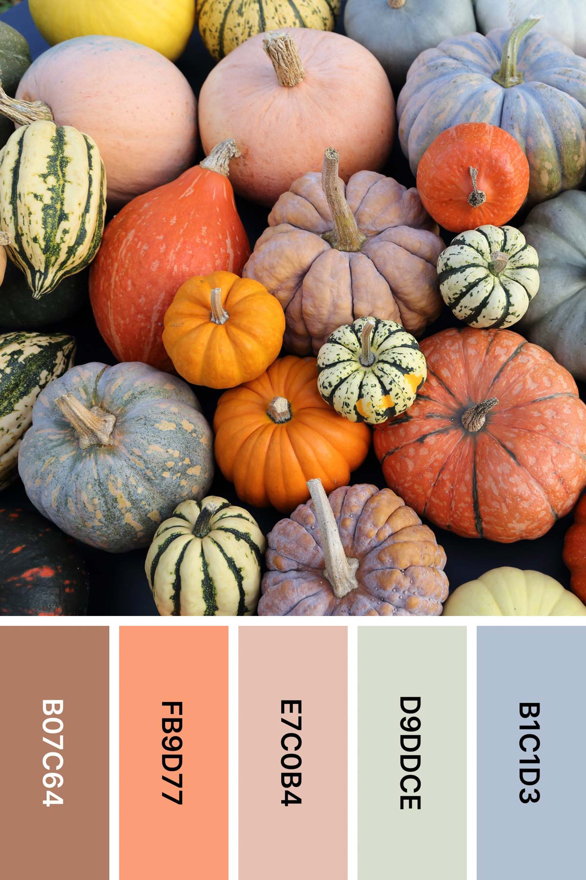 colored pumpkins along with a fall color palette