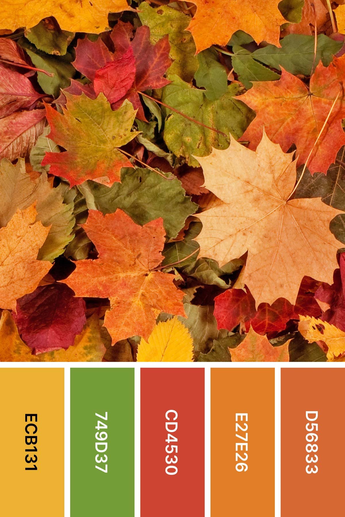 fall color palette inspired by fall leaves